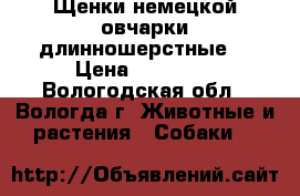 Щенки немецкой овчарки(длинношерстные) › Цена ­ 30 000 - Вологодская обл., Вологда г. Животные и растения » Собаки   